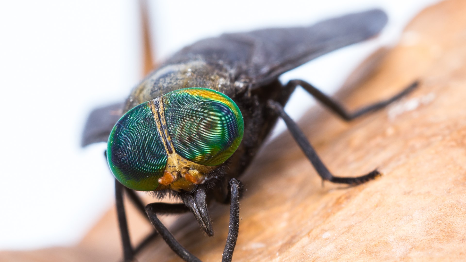 horse-fly-bites-verified-prevention-tips-verifythis