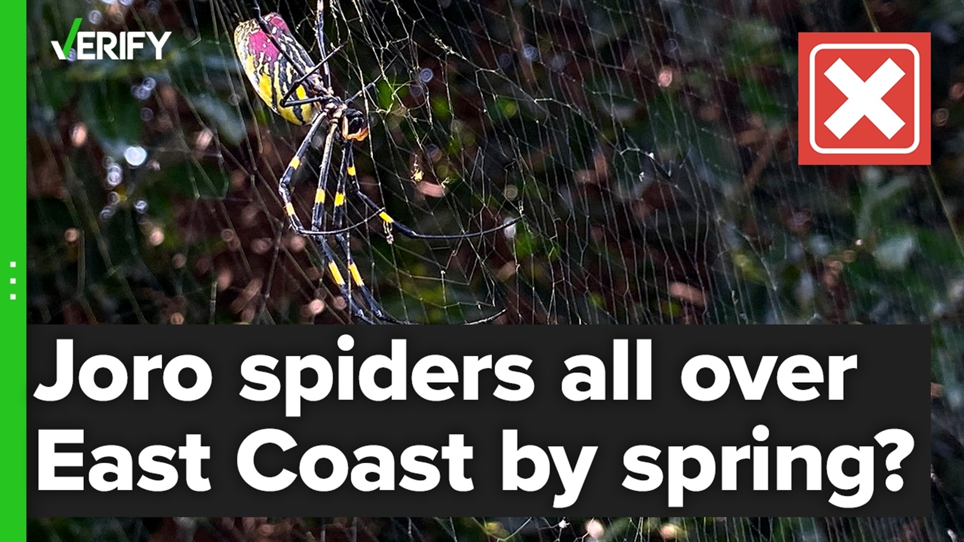 Black and yellow Joro spiders naturally shy, harmless, UGA