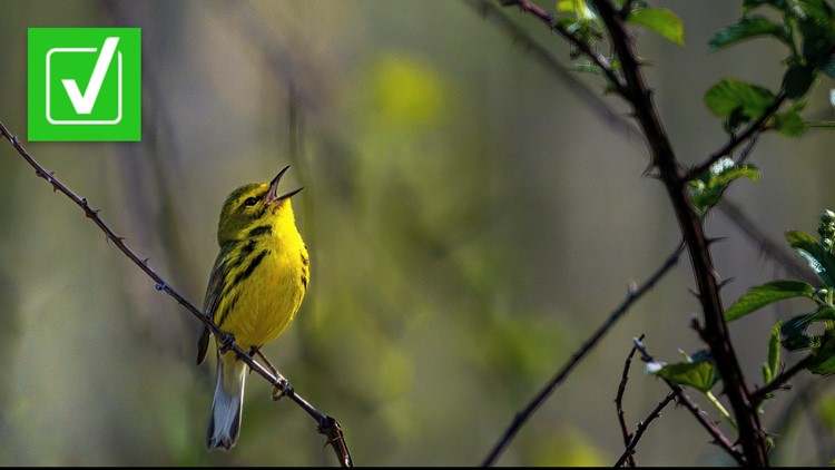 Yes, the American bird population is in decline
