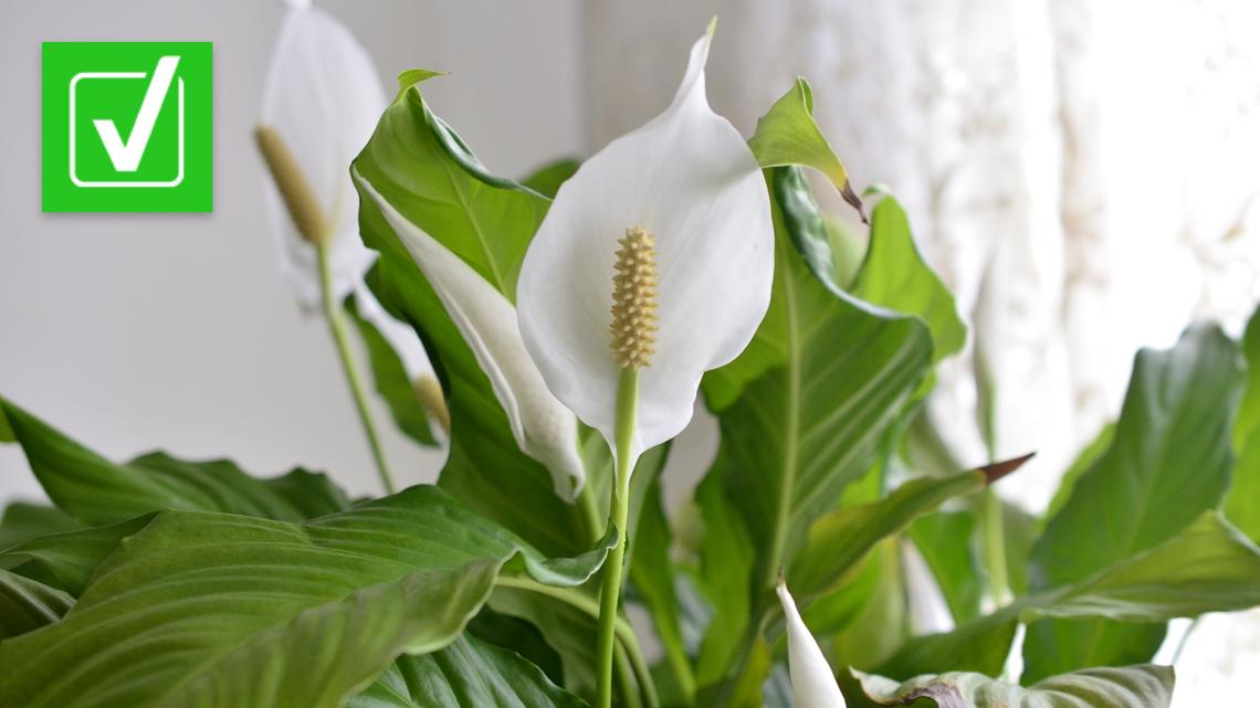 Peace lily sale cats toxic