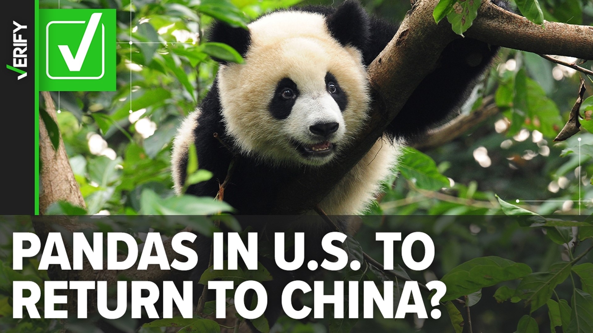 Pandas in U.S. zoos set to return to China by end of 2024