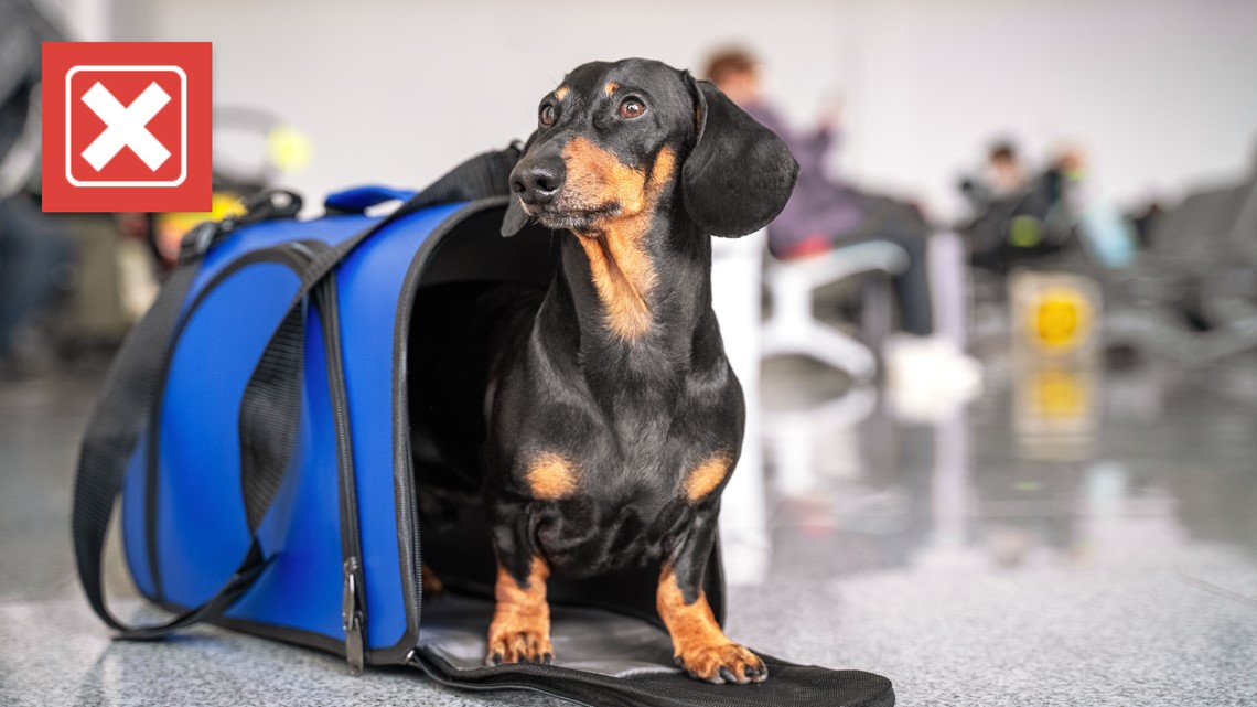 es ilegal negar un perro de servicio