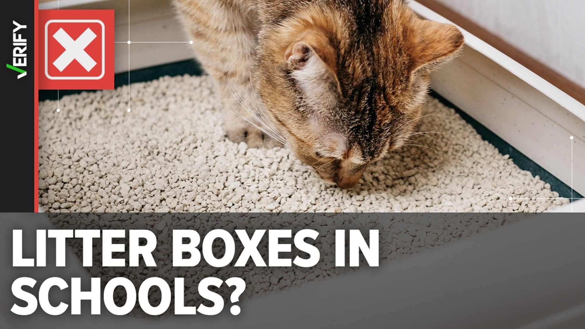 There has never been evidence that a school or school district has provided kitty litter for students “identifying as cats.” We VERIFY the origins of the rumor.