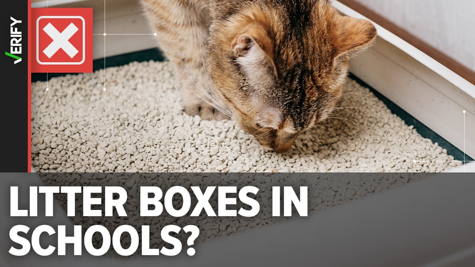 Litter Boxes In Schools Hoax: Most Up-to-Date Encyclopedia, News