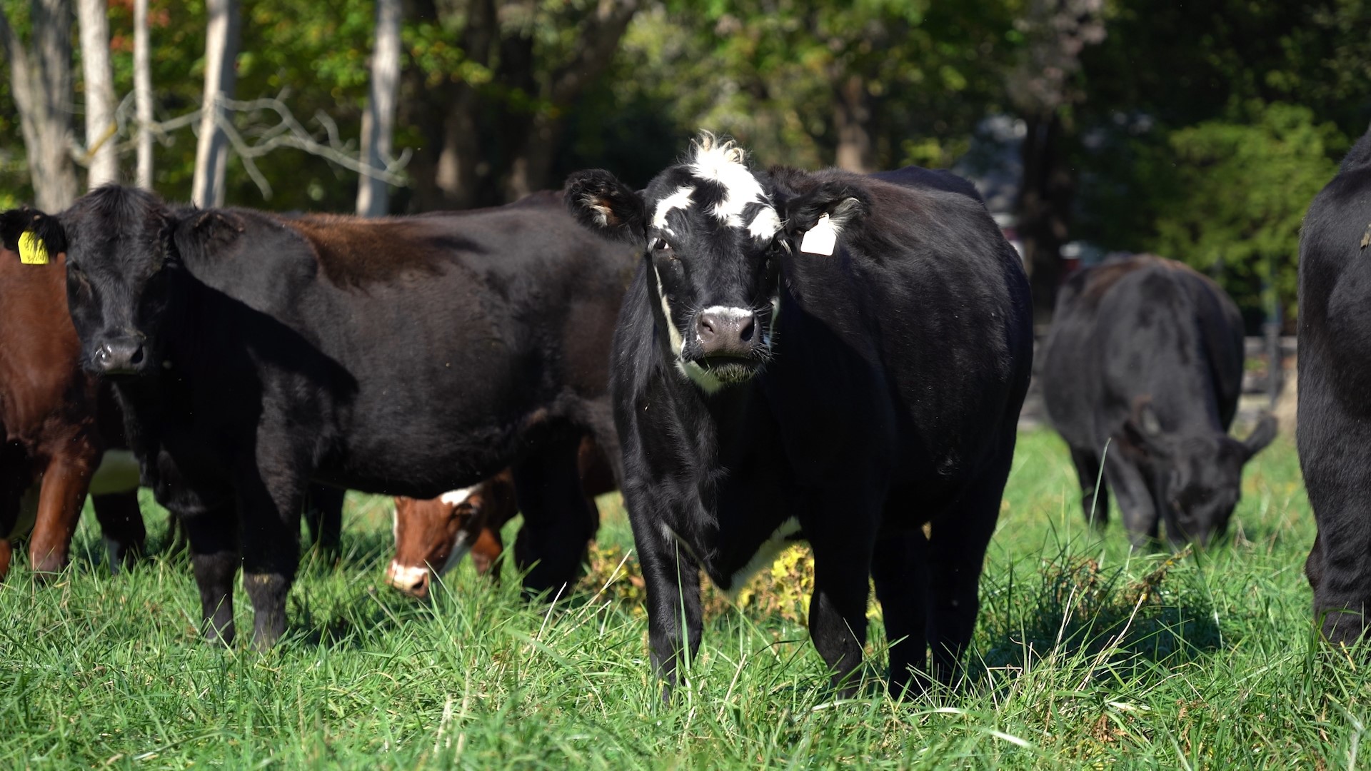 Yes, cattle are the top source of methane emissions in the US ...