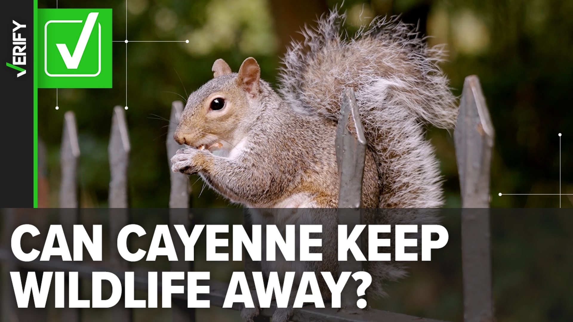 Cayenne pepper helps deter squirrels, rodents in gardens