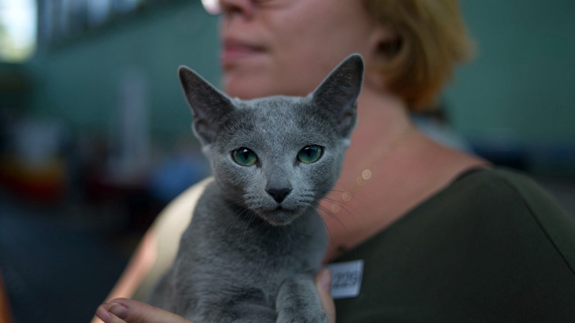 Russian cats banned from competition by international federation