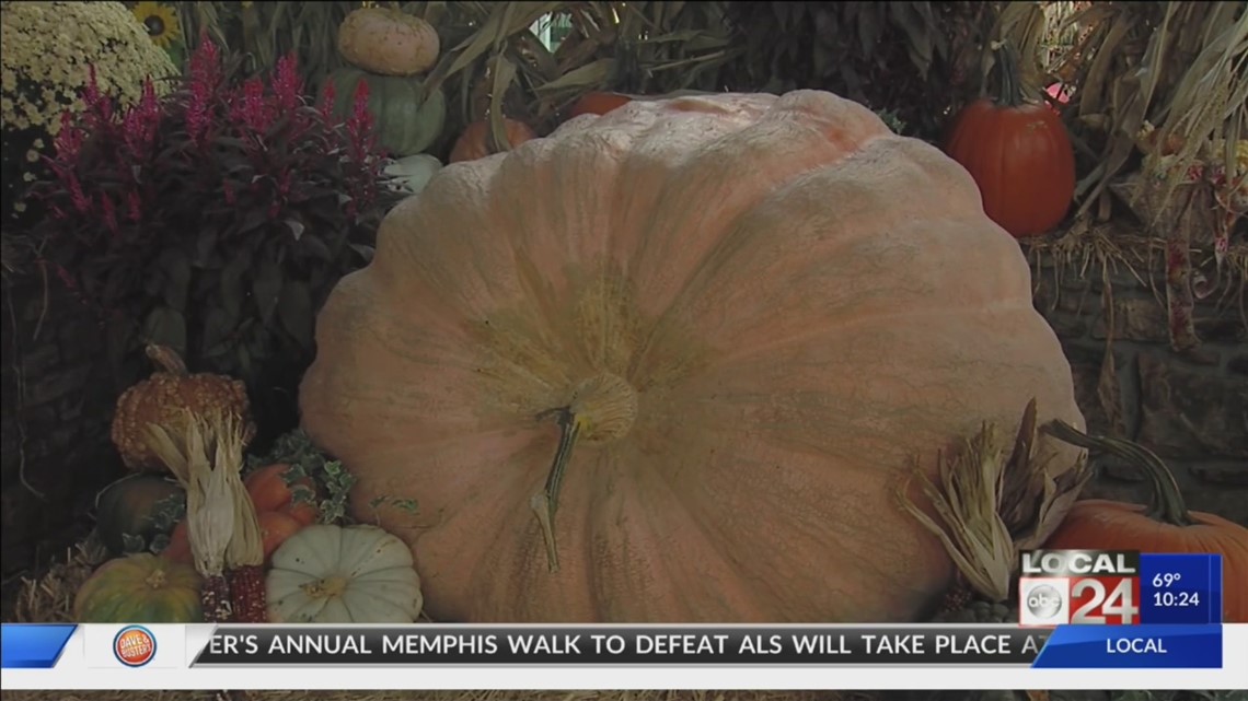 Gigantic, 1,200 pound pumpkin on display at Agricenter