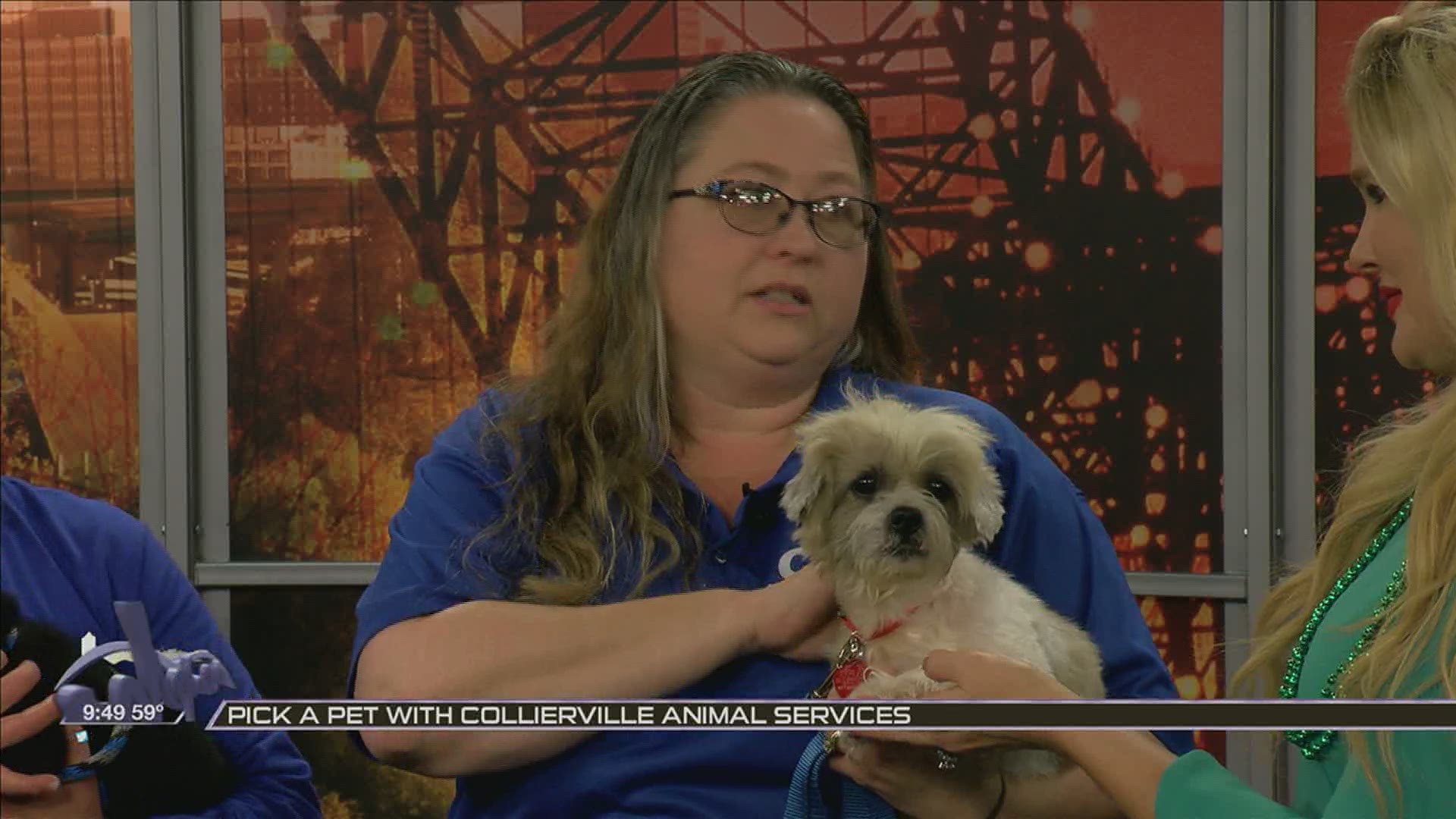 Adopt a pet from Collierville Animal Services