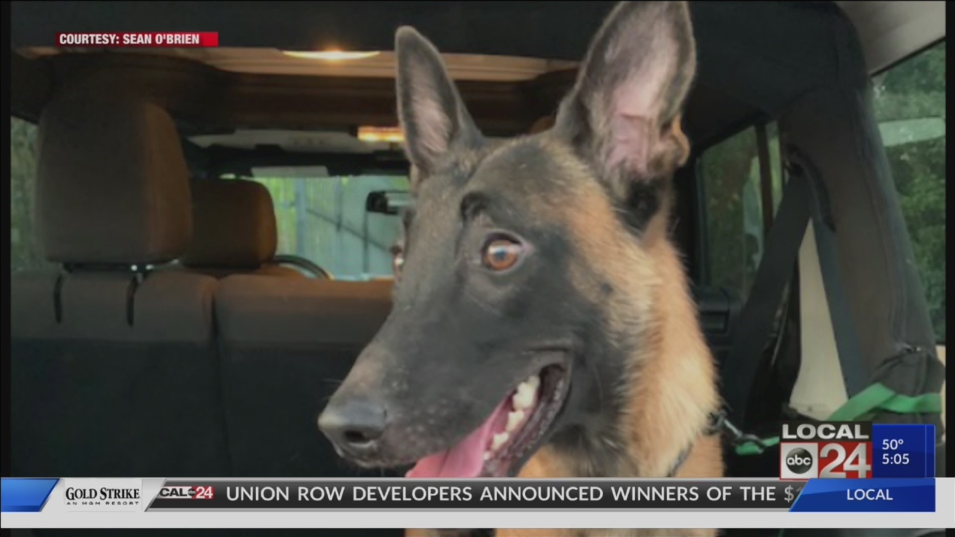 Rescue dog is training for special new job