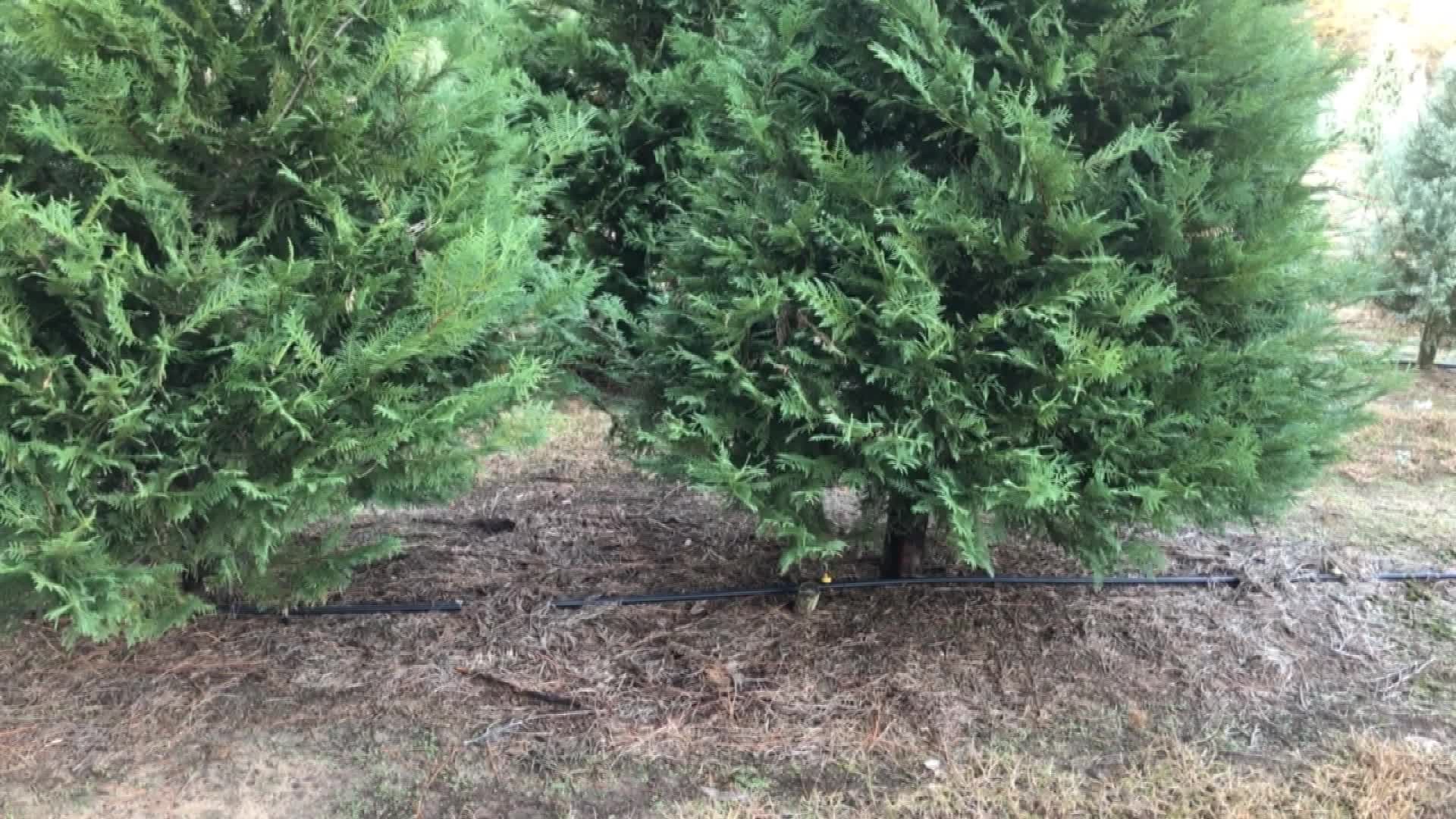 How early is too early for a Christmas Tree?