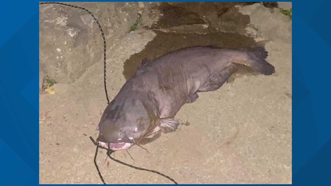 Tennessee Angler Lands 107-Pound Blue Catfish