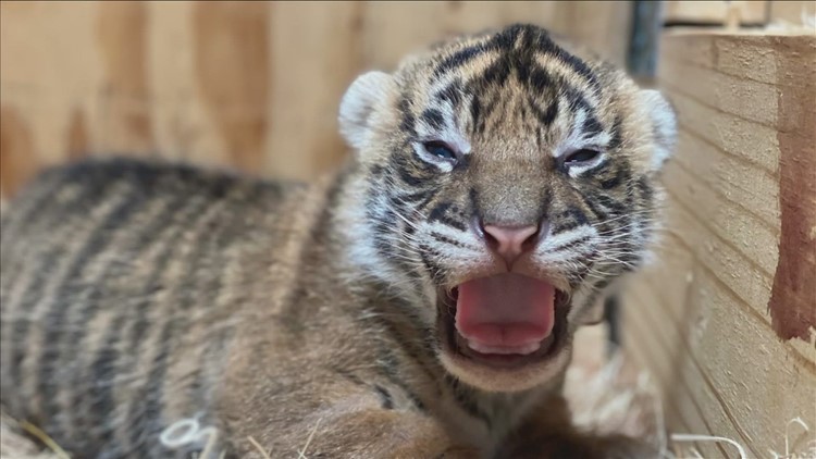 Memphis Zoo welcomes its first Sumatran tiger cubs since 1998