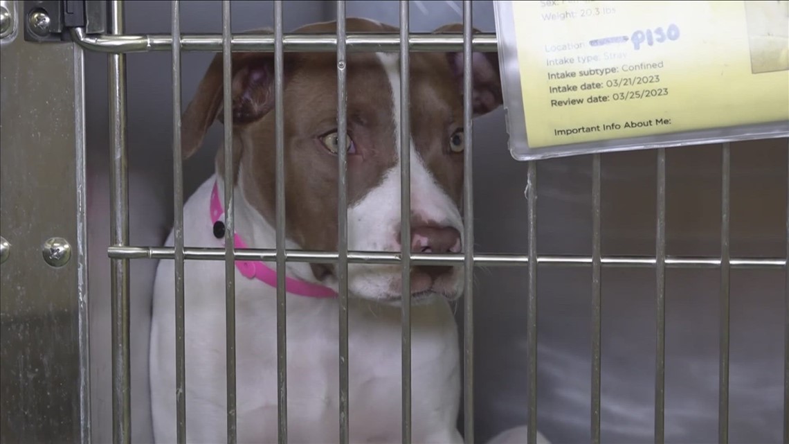 Puppy-palooza! For 5 days, get puppies 5-months and under for $5 at Memphis Animal Services