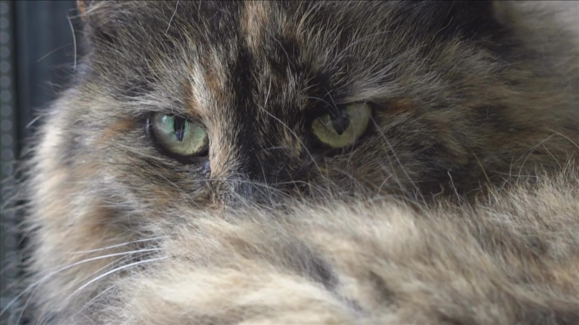 After 15 years with the shelter, Collierville Animal Services shares the story of the one cat who they say is not up for adoption - Cinnamon the therapy cat.