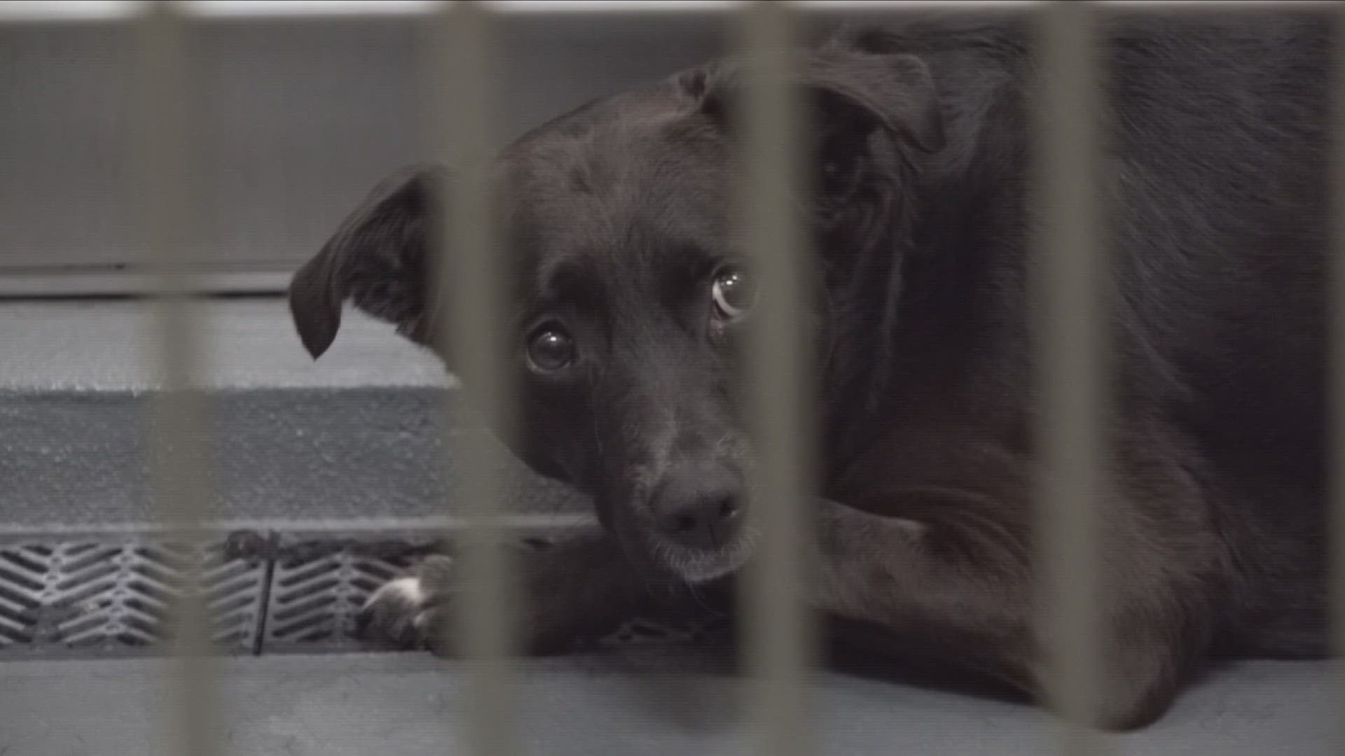 Animal foster parents around Memphis said the euthanization rate at Memphis Animal Services is alarmingly high.
