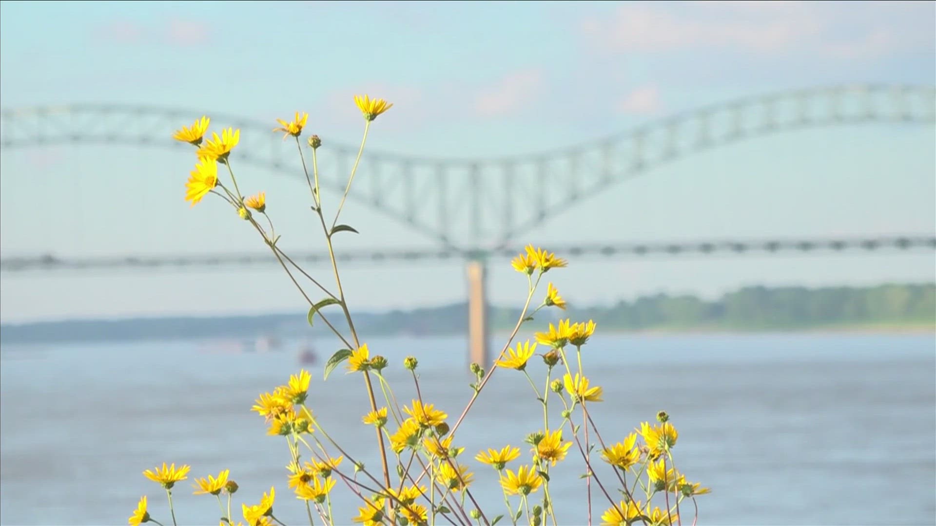 Given Memphis' history with crime as well as recent damage following "Memphis in May," citizens share concerns about the future of the new and improved Tom Lee Park.