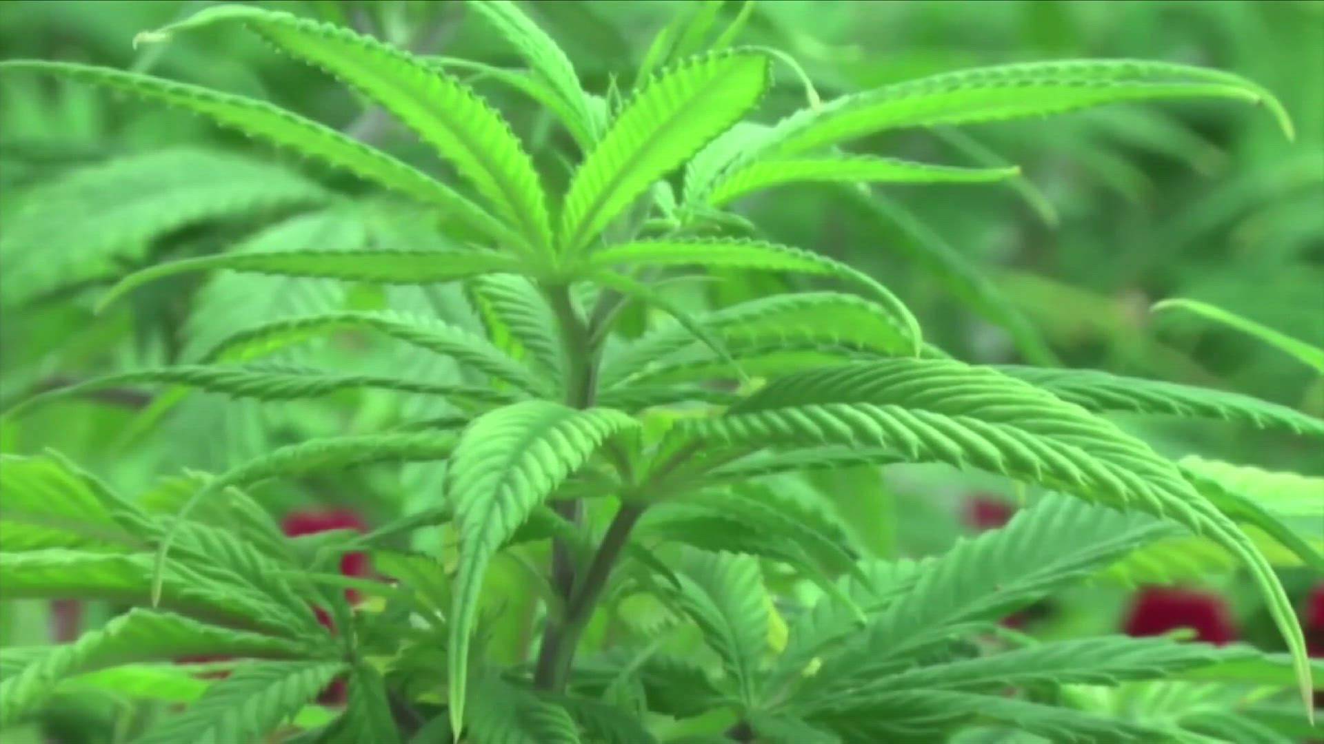 A few new laws are set to take effect on the first of July in the state of Tennessee.