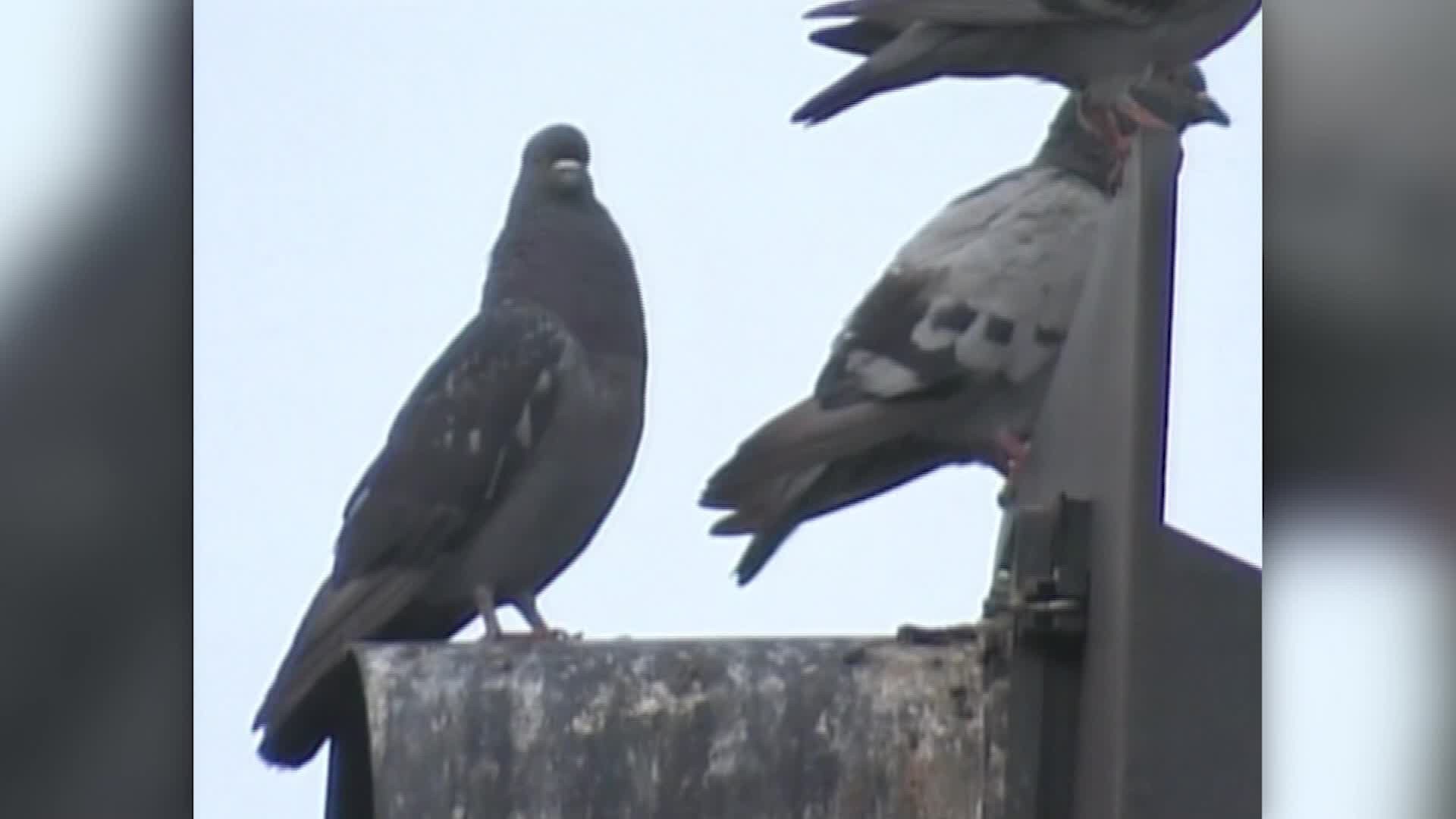 Human hair may be the reason some pigeons lose their toes ...