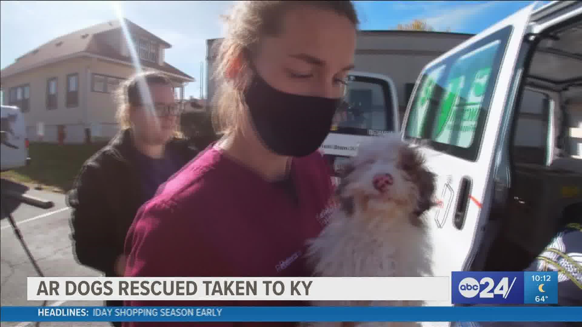 Dogs from the Humane Society of the Delta were transported to a humane shelter in Kentucky for care and treatment.