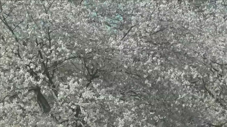 3rd 'Cherry Blossom Picnic' hosted by Botanical Gardens