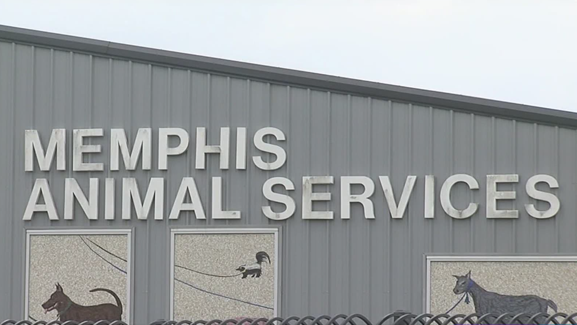 Last week, Memphis Animal Services issued a code red alert for adopters and fosters as in-take capacity climbs, adoptions dip.