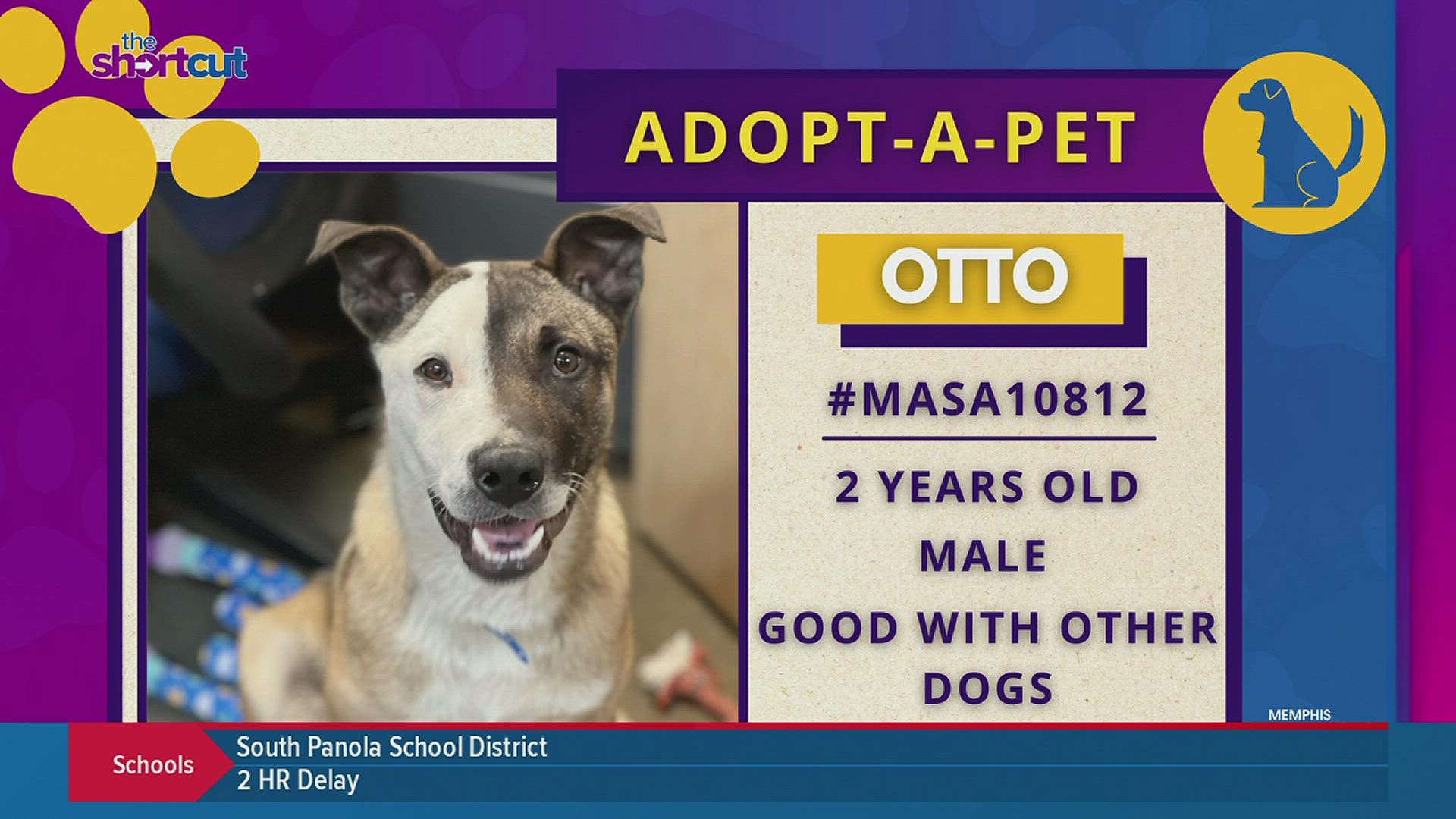 Looking to adopt or foster an adorable dog like Otto this Valentine's Day? Check out what Memphis Animal Services (MAS) is offering this year! Featuring Alexis Pugh!