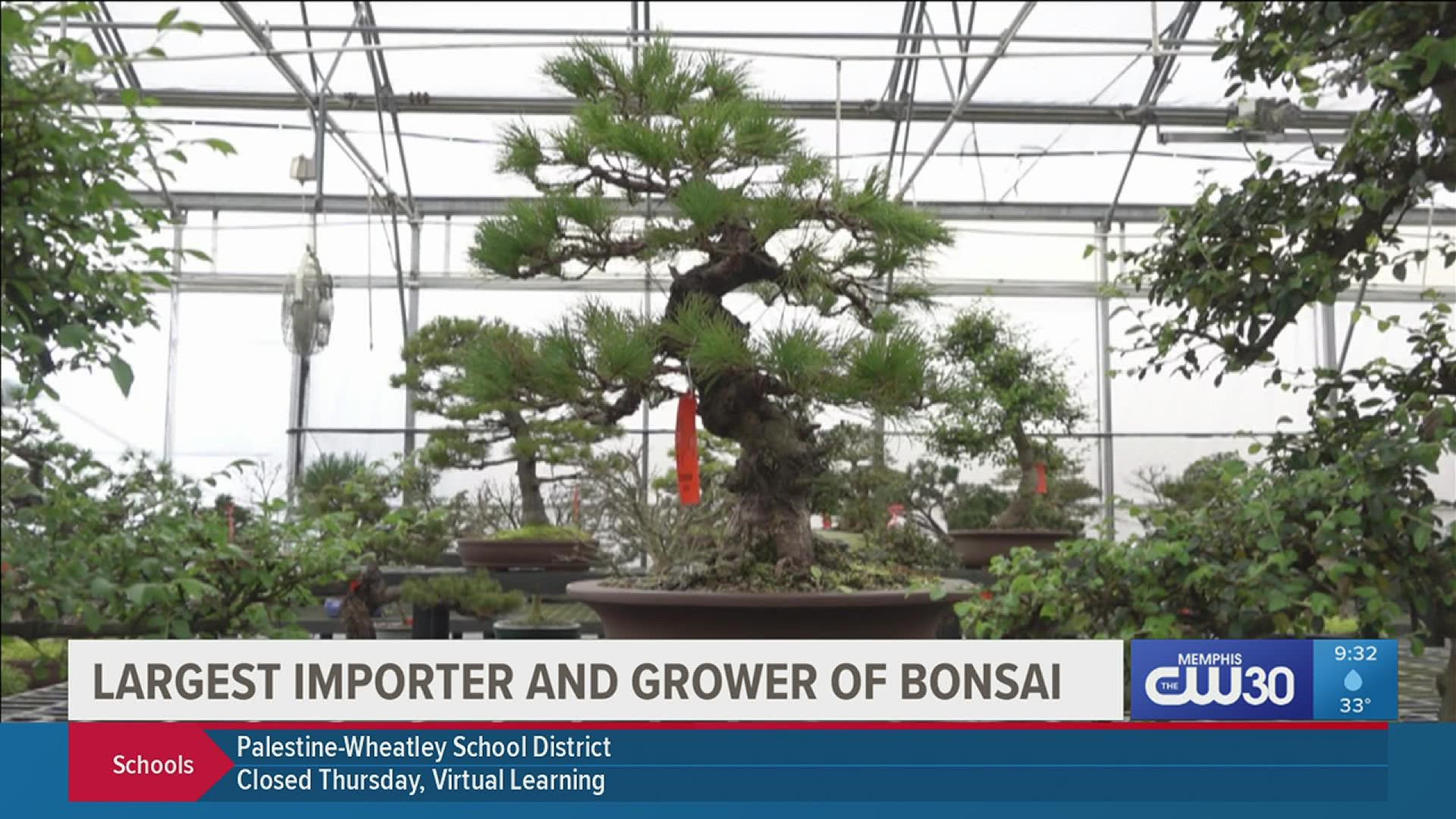 Their history started in Japan, but much of their present success is due to a nursery in DeSoto County.