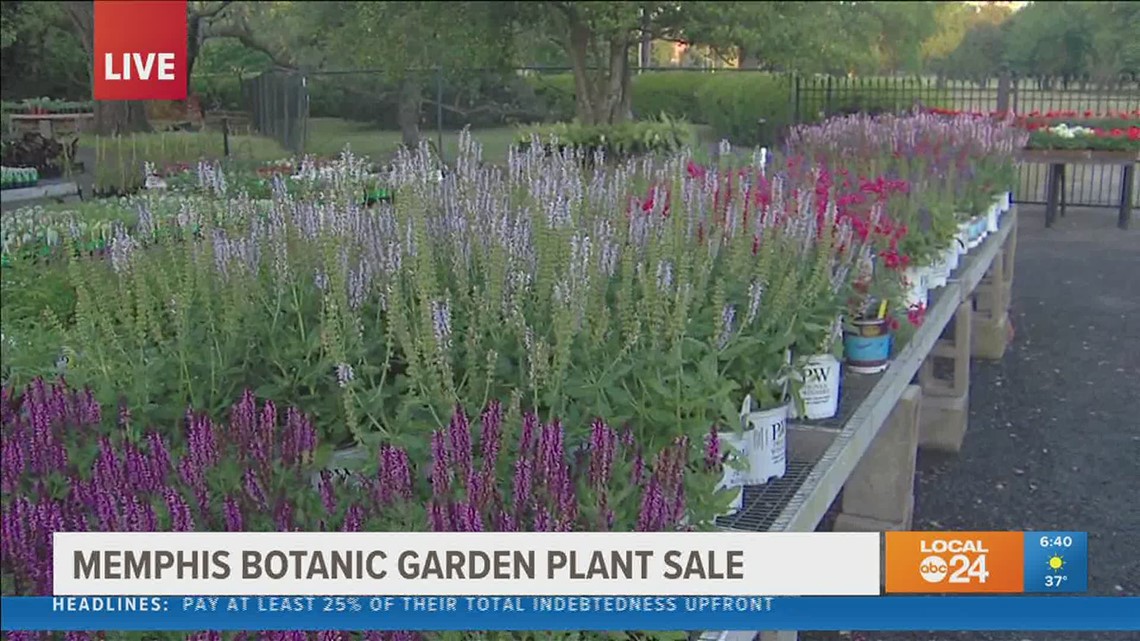Predaj jesenných rastlín botanickej záhrady v Memphise