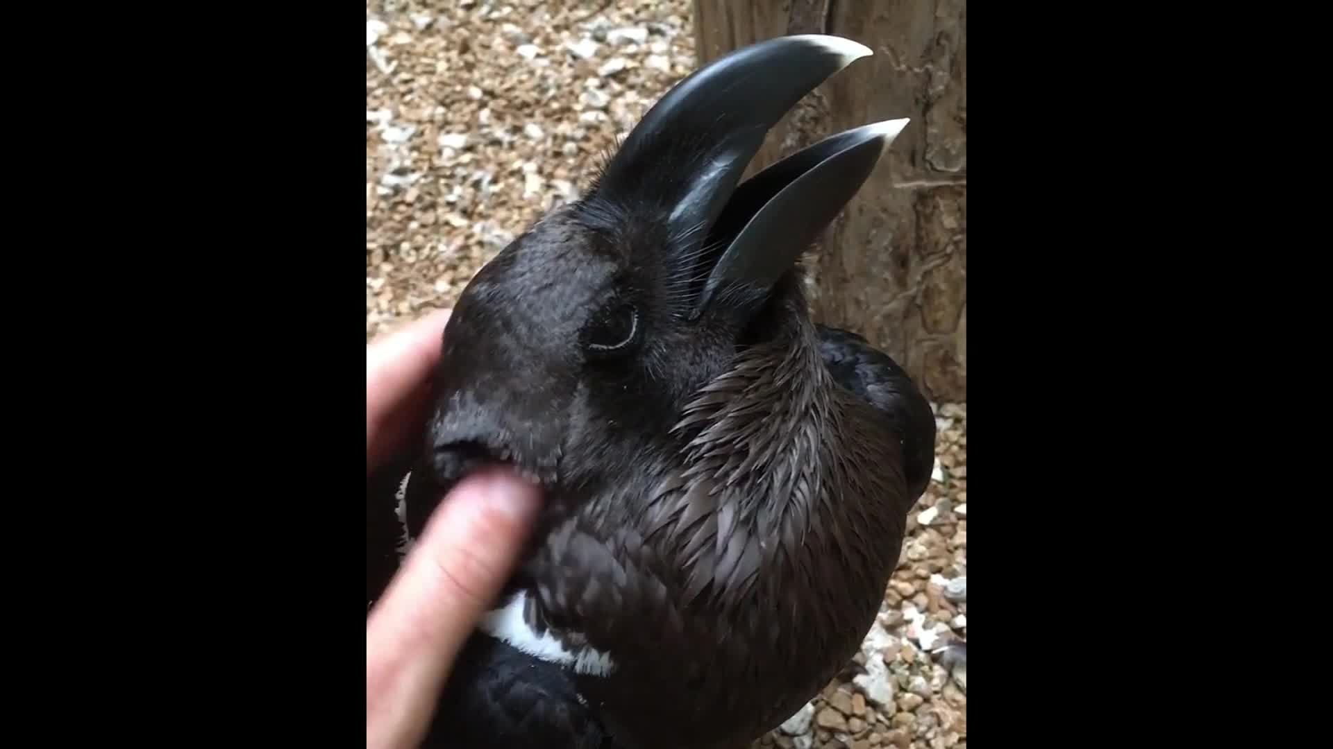 Bird or bunny? See the animal that's confusing the internet