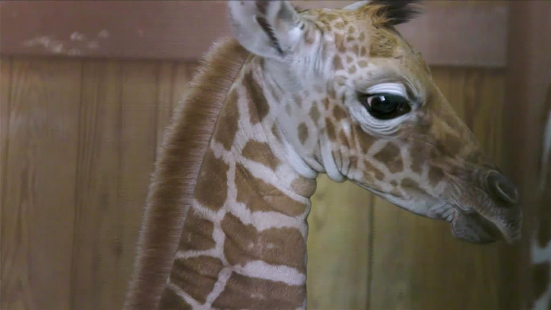 The Memphis Zoo's star giraffe was transferred to a zoo in Utah as part of the giraffe's Species Protection Plan.