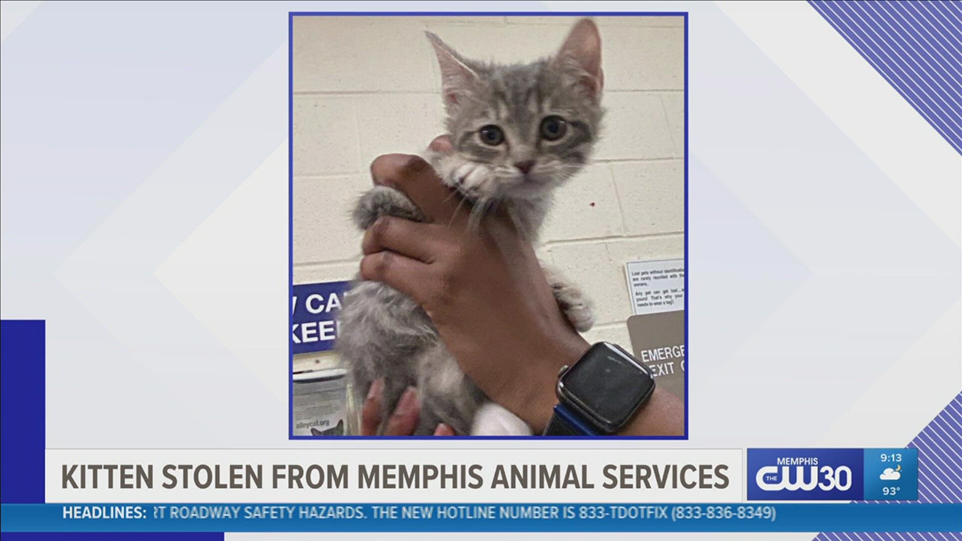 Memphis Animal Services said the two-month-old kitten had already been adopted, and was awaiting spay surgery when she was taken.
