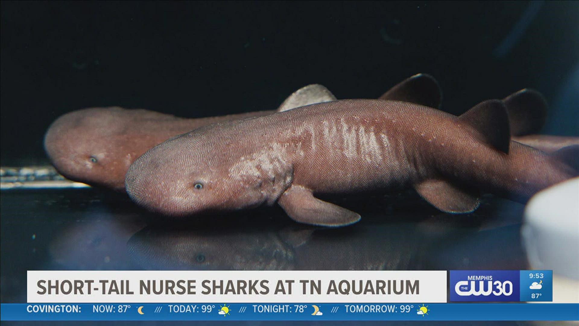 Few facilities have populations of short-tail nurse sharks, and the Tennessee Aquarium currently has 20.