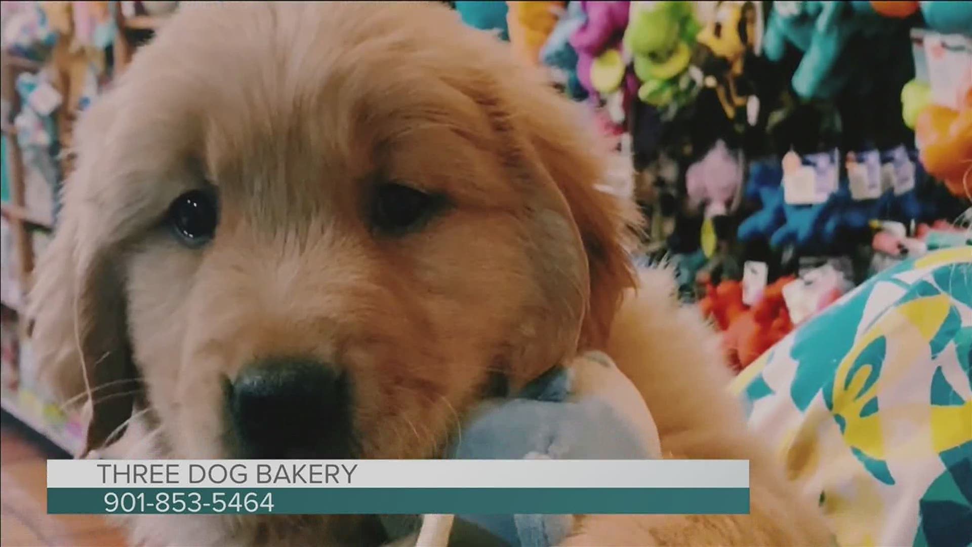 Pups can enjoy a snack on Easter Sunday