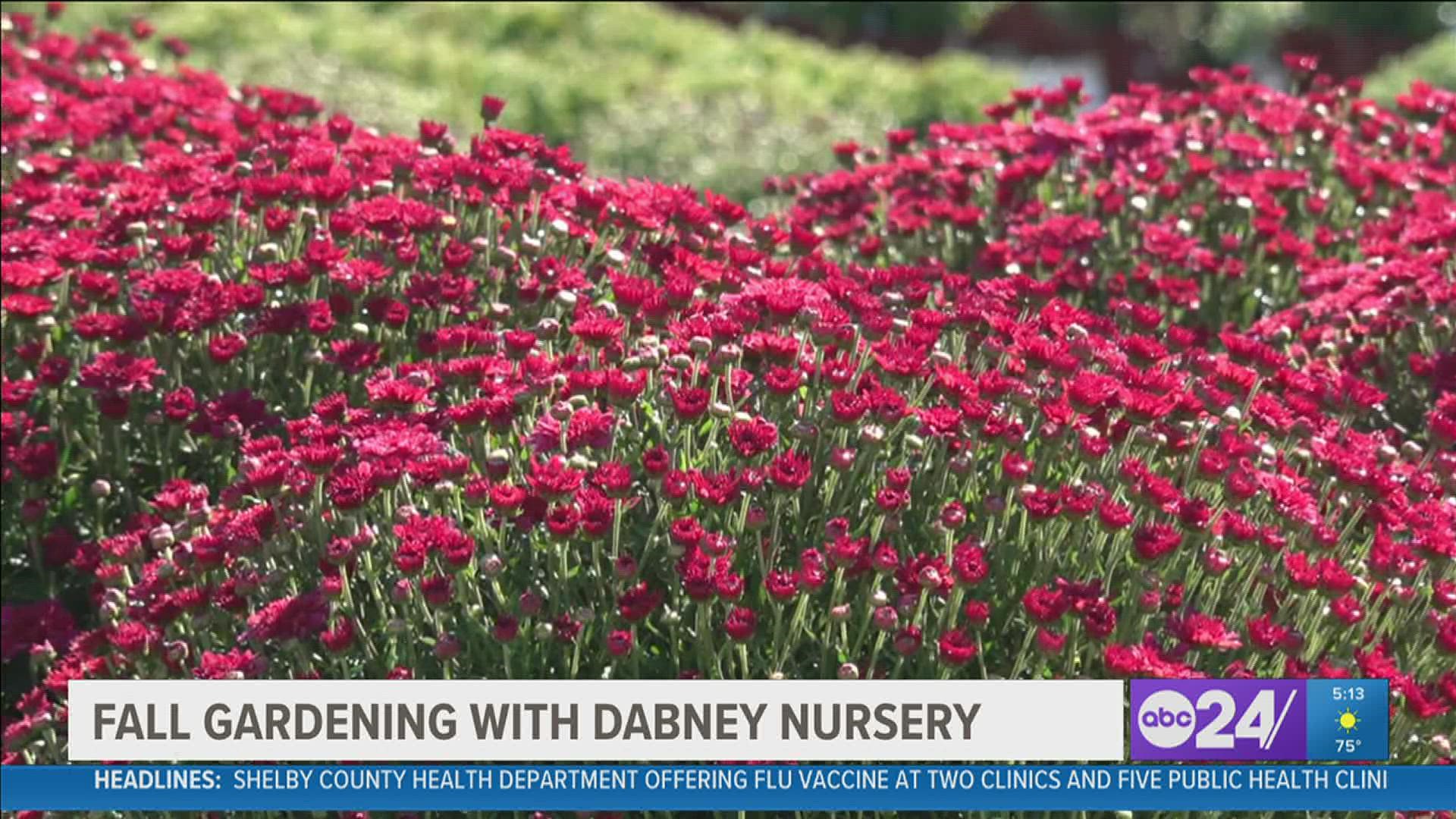 “This should be the main planting season of the year but consumers plant more in the spring,” said Mark Pitts, Plant Propagator at Dabney Nursery.