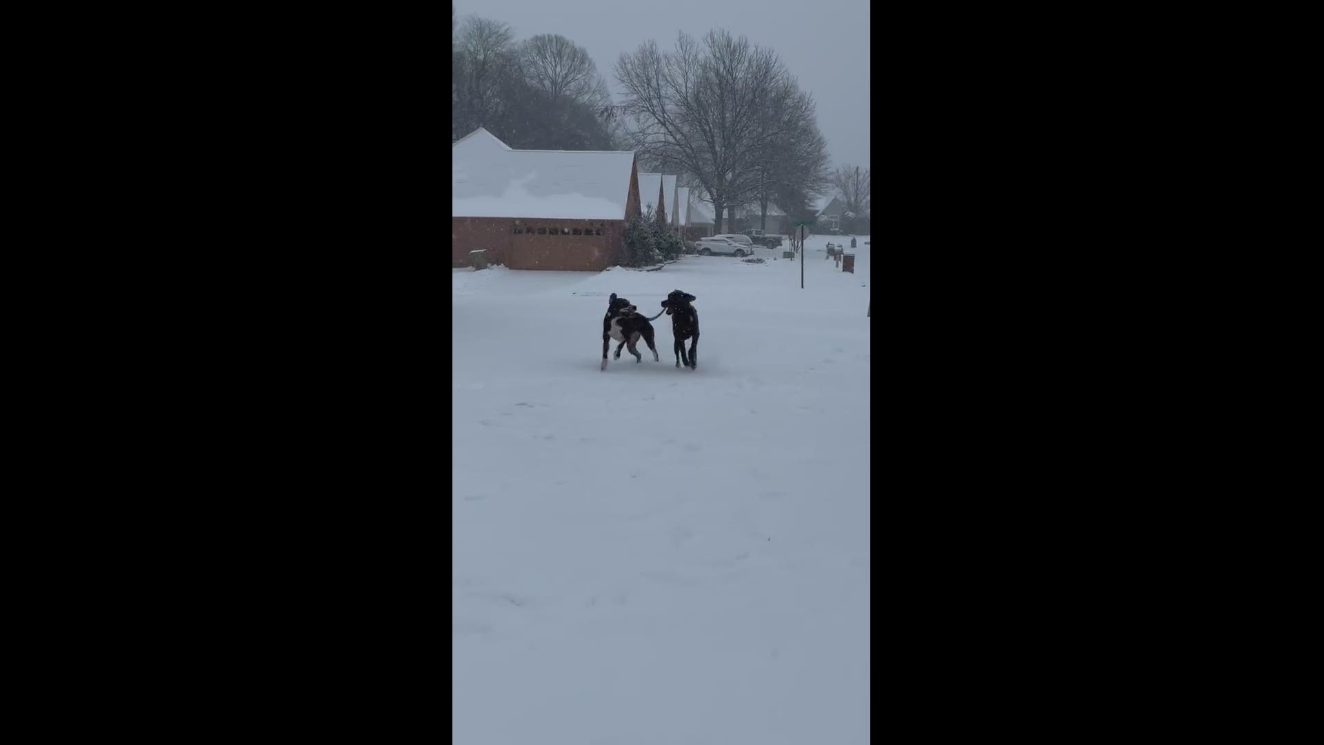 “Chance” & “Remington” love playing together. The snow made it so much more fun!  their first snowfall. - Memphis
Credit: Christine Wheaton