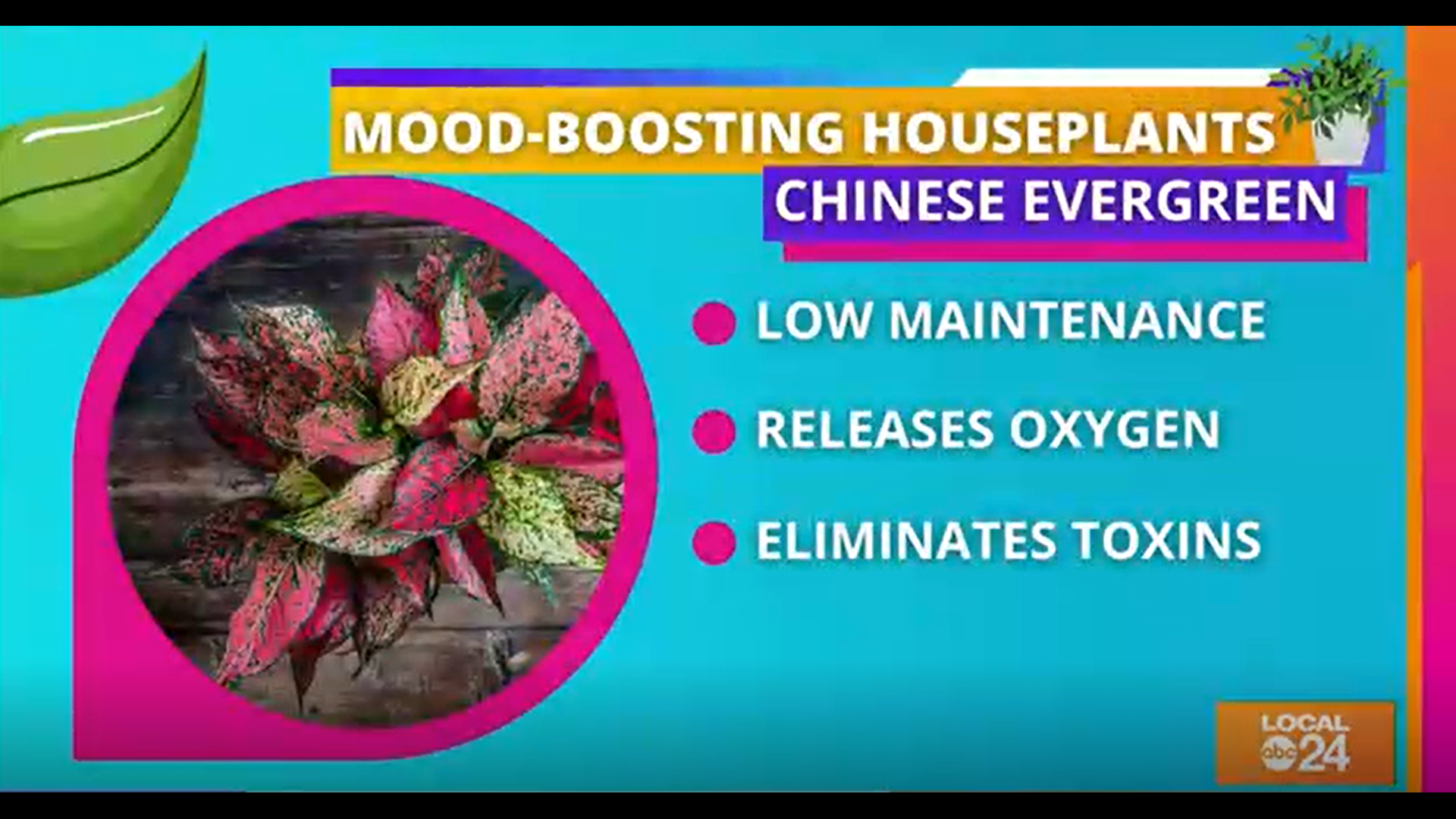 Join Sydney Neely on this week's "The Shortcut" as we check out 4 houseplants known to boost one's mood and possibly immune system. :)