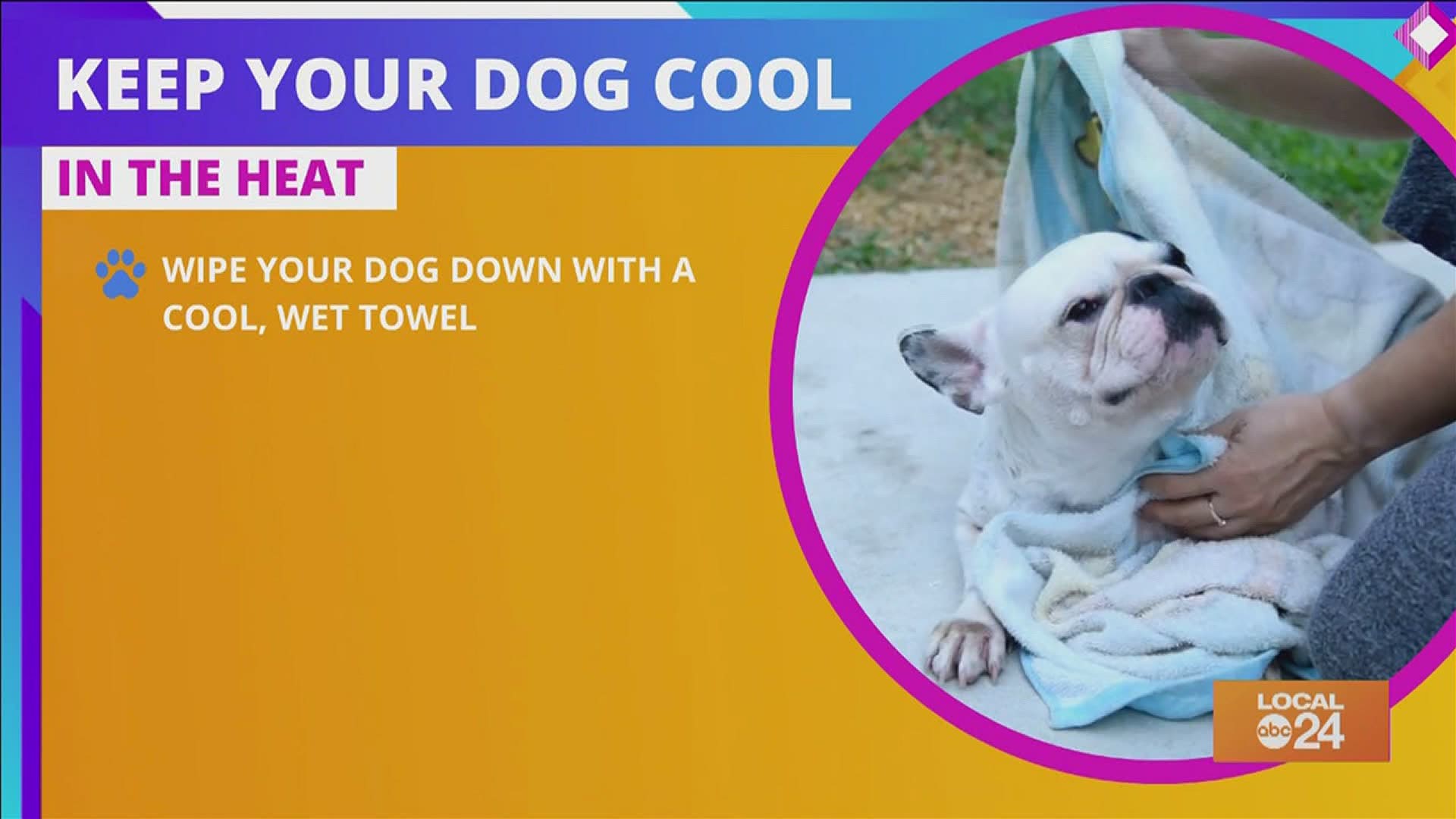Did you know that dogs also suffer from heatstroke? Join Sydney Neely on "The Shortcut" to learn how you can keep your dog cool this summer!