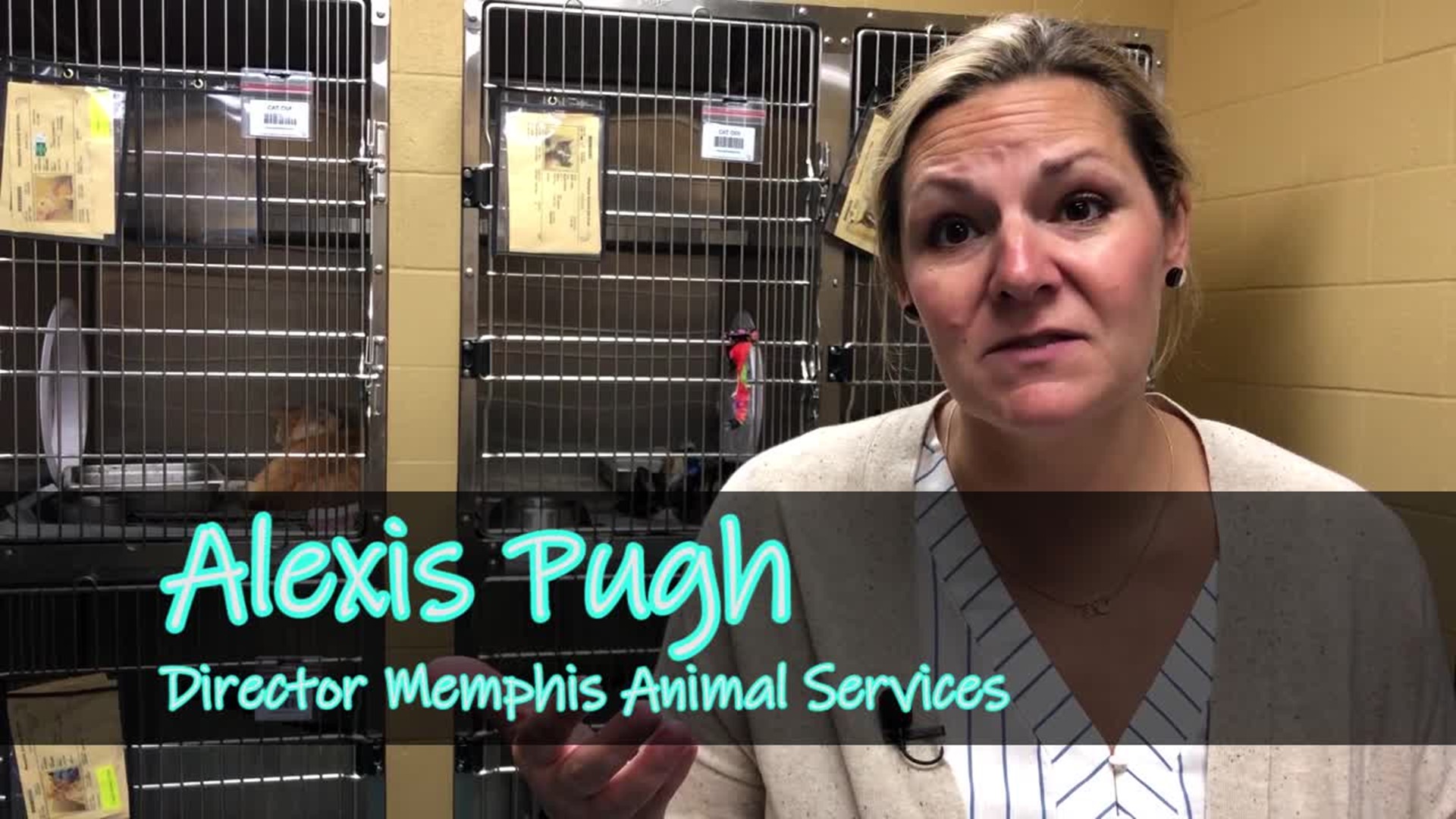 WEB EXTRA: Memphis Animal Services’ 3rd Annual Tiger Takeover