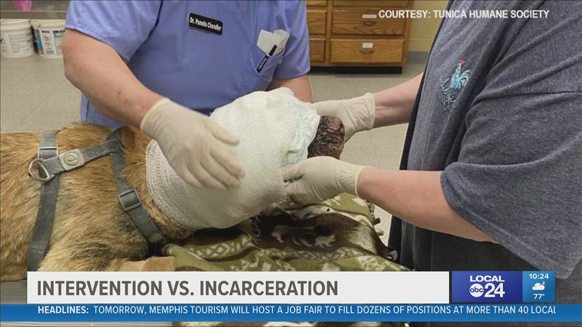 Sheriff wants law for kids under 13 charged felony animal cruelty - Vimarsana News