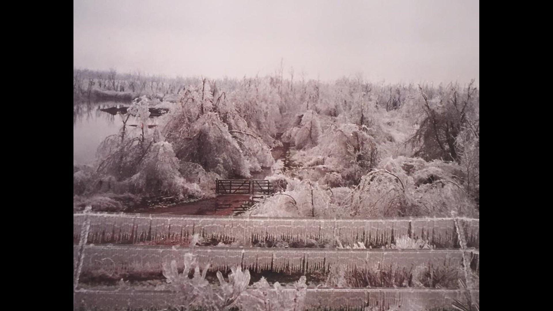 Pictures from the February 1994 ice storm in the MidSouth