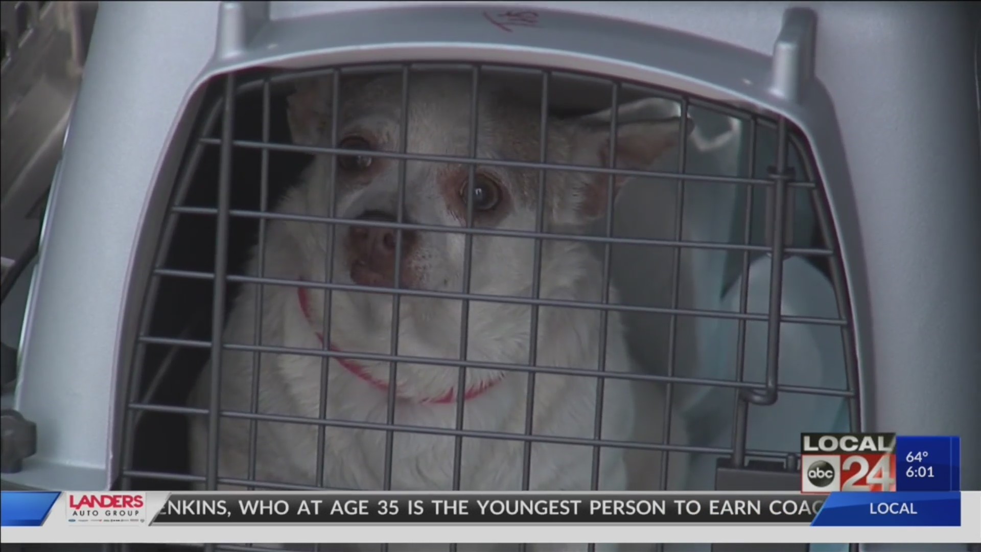 More than 200 dogs found at suspected puppy mill in Coldwater, Mississippi