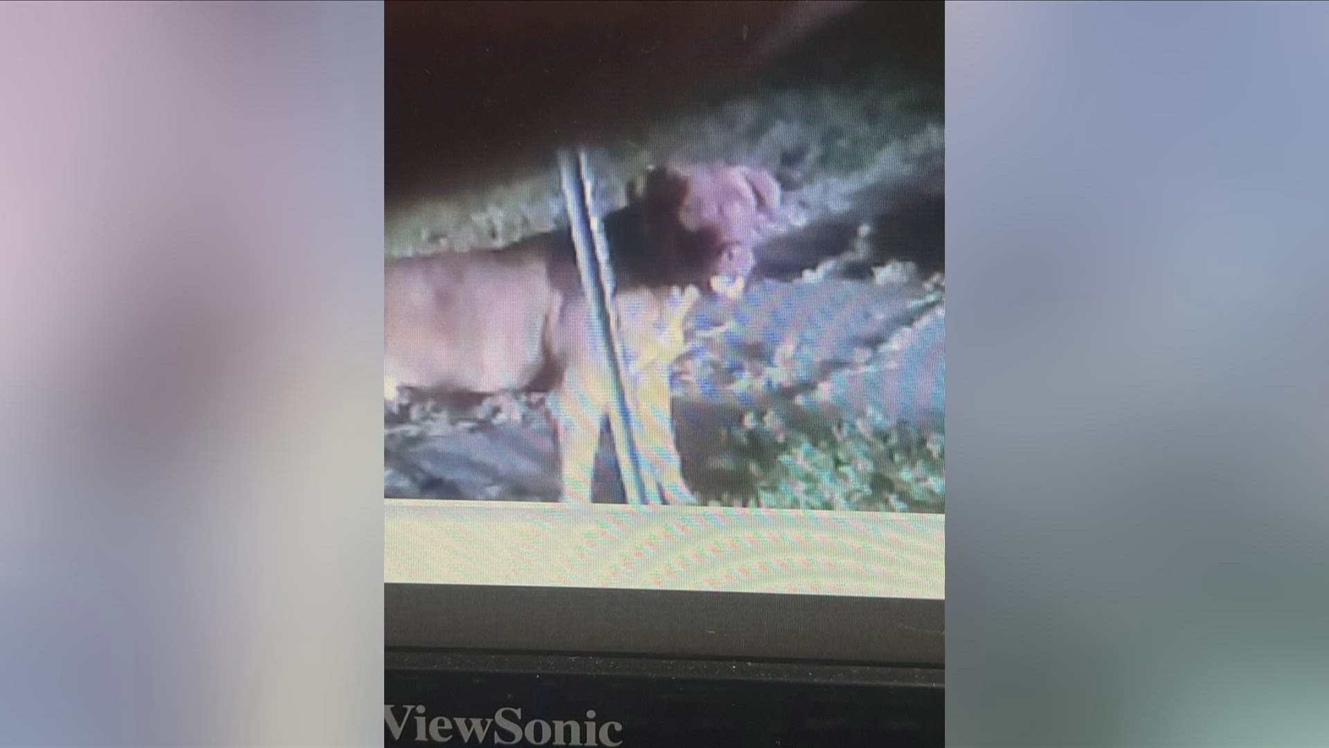 Bolivar, Tennessee, Police said as of Tuesday morning, both dogs involved in the attack have been captured.