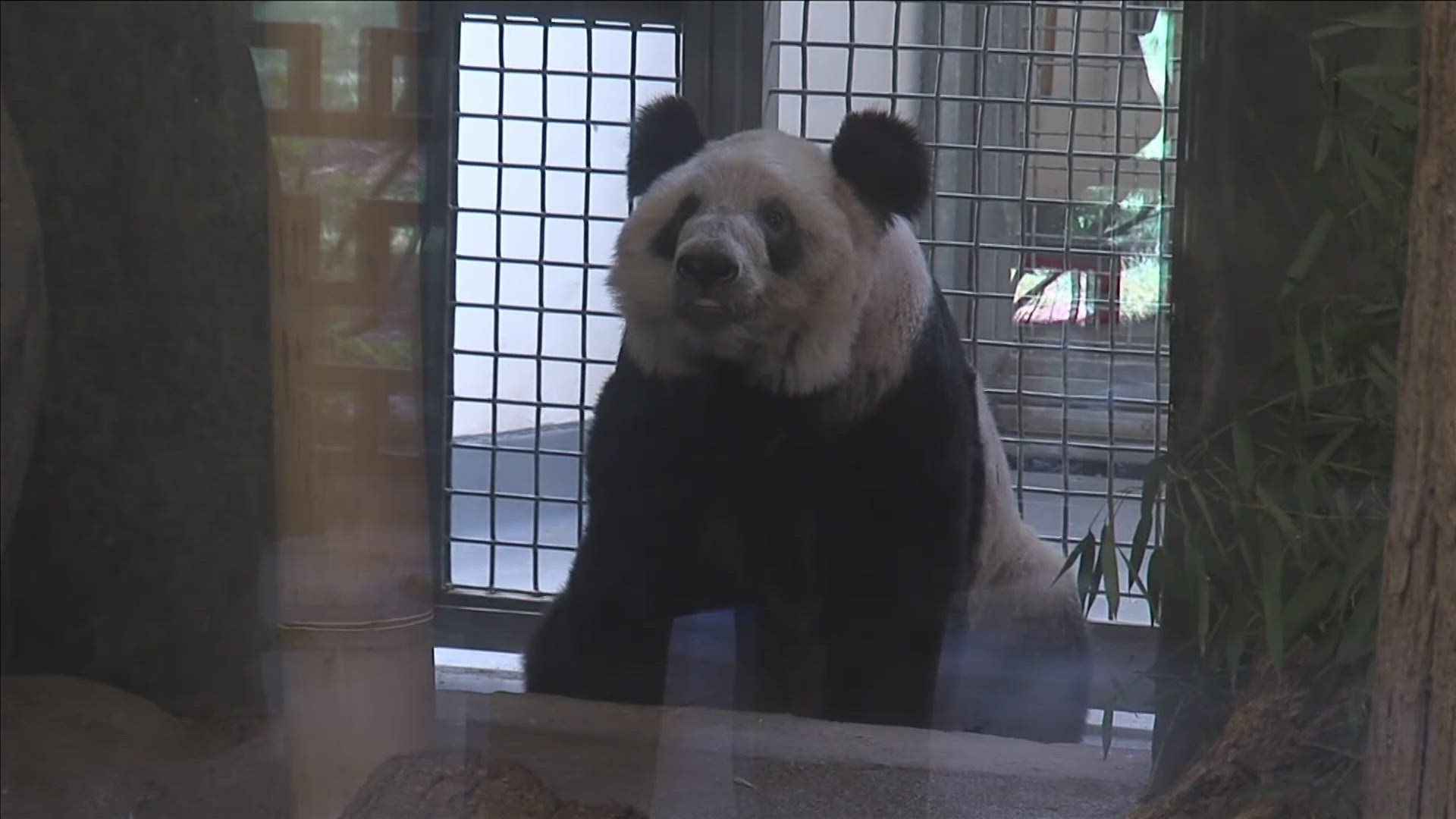 The zoo said the giant panda began her journey back to her homeland Wednesday.