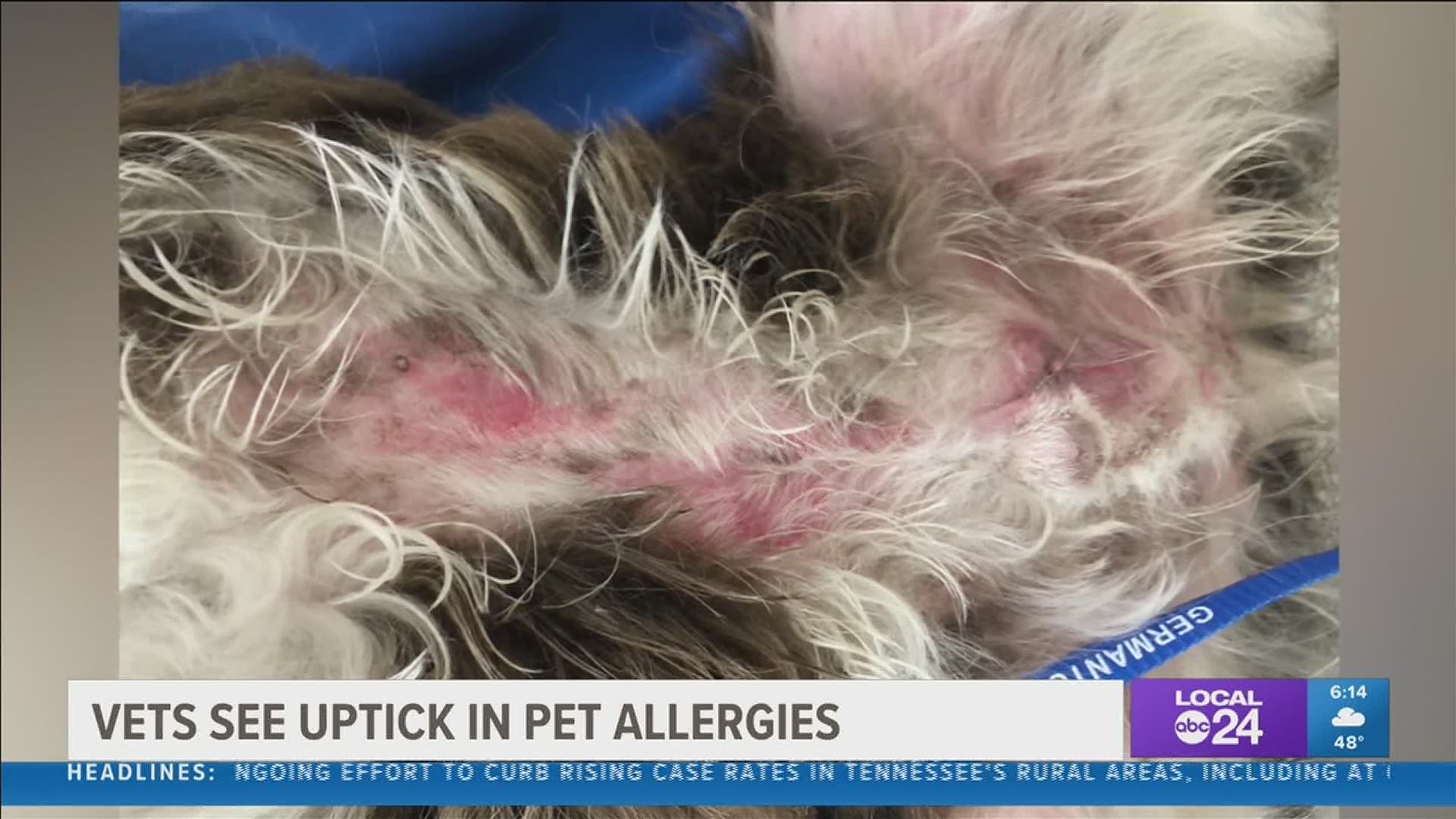 This allergy season has been pretty itchy for pets 