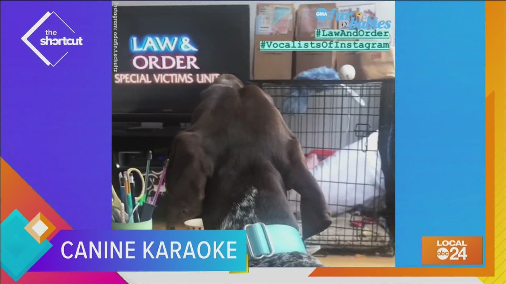 Join Sydney Neely and her new-found canine pal on this week's "The Shortcut" for Canine karaoke time!