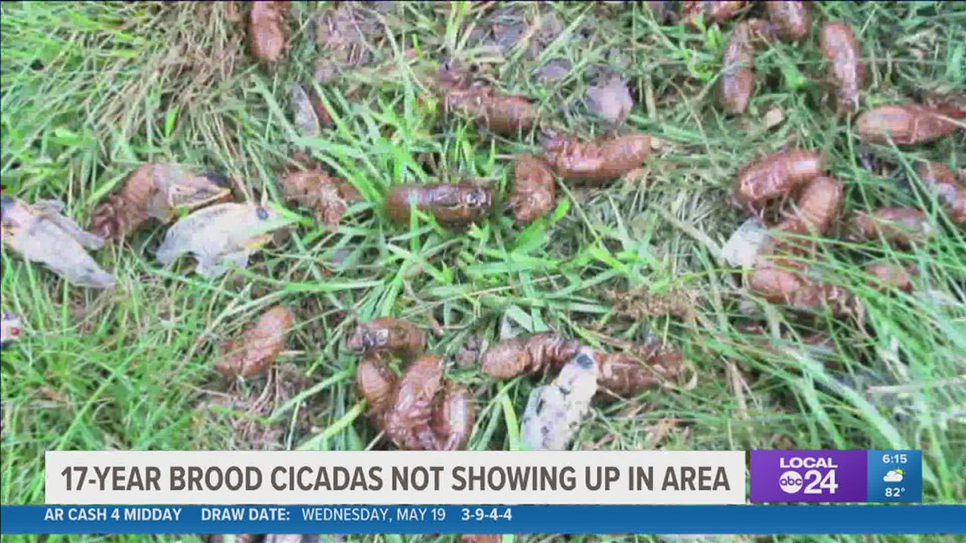 In Memphis, we actually have cicadas that emerge every year.