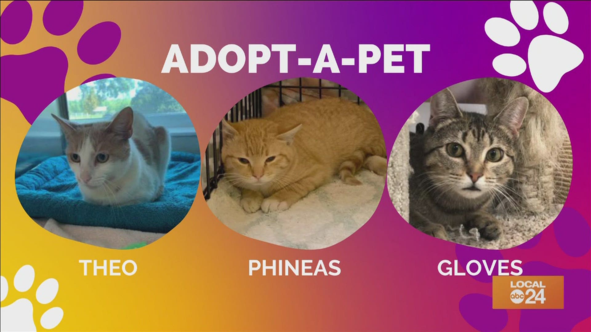 Love cats? Check out what the Memphis Humane Society has to offer for Adopt-a-Pet Thursday! Starring Sydney Neely on "The Shortcut!"