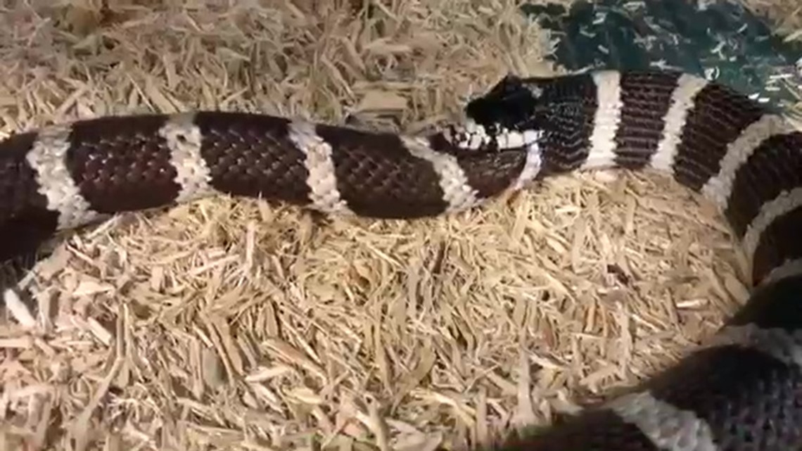 Snake in Pennsylvania found swallowing its own tail | localmemphis.com