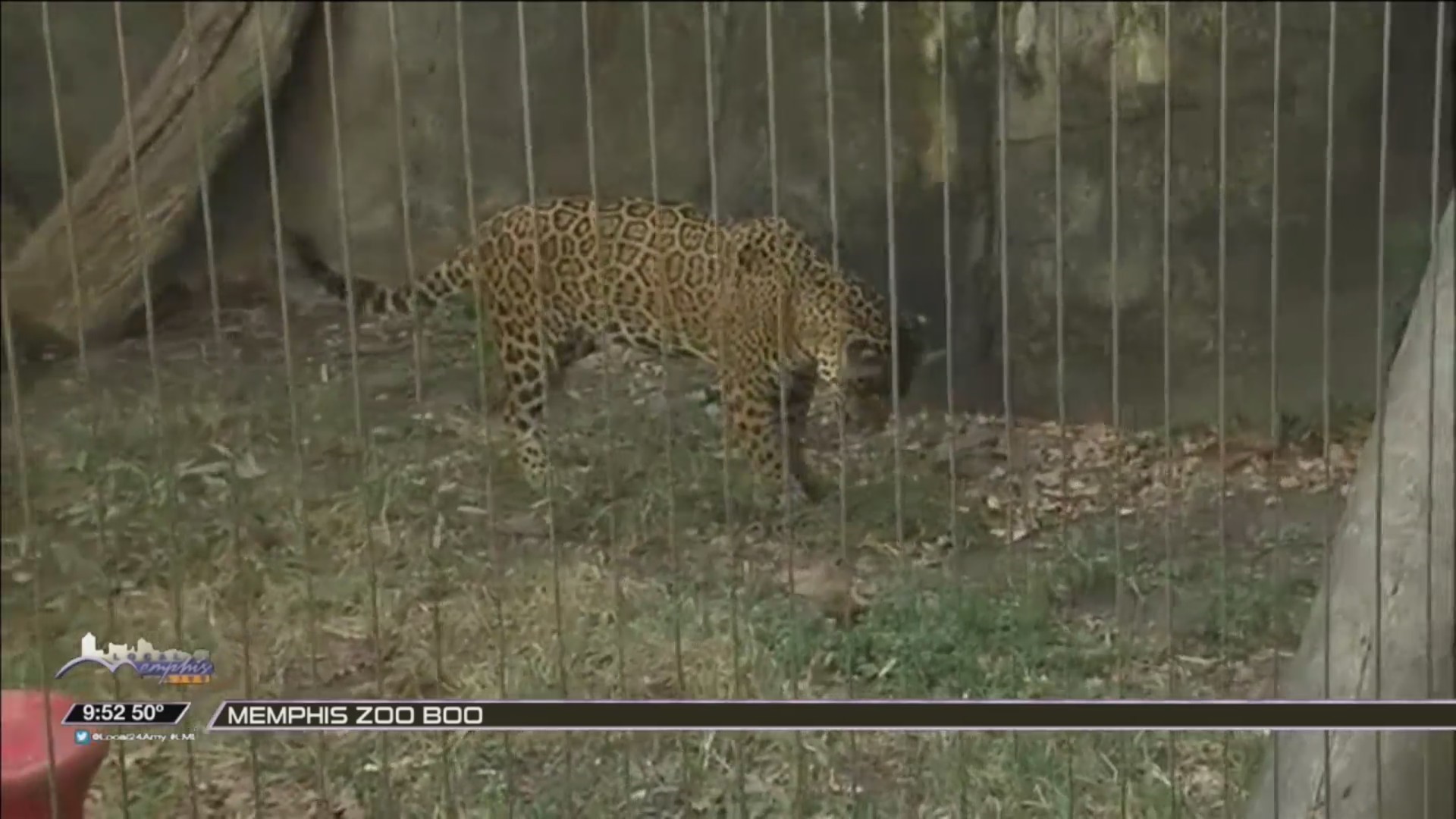 MEMPHIS ZOO: ZOO BOO & JAGUAR CUBS